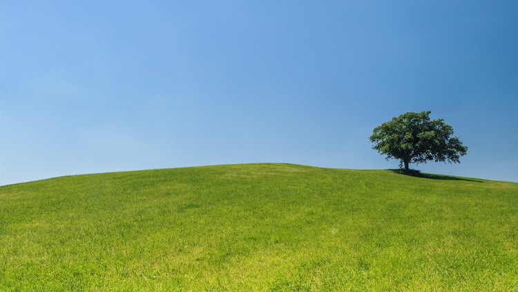 hill-meadow-tree-green.jpg